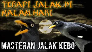 Download TERAPI MALAM UNTUK JALAK KEBO YANG SUSAH BUNYI | putar suara ini ‼️ di jamin Jabo kamu bakal Nyaut. MP3