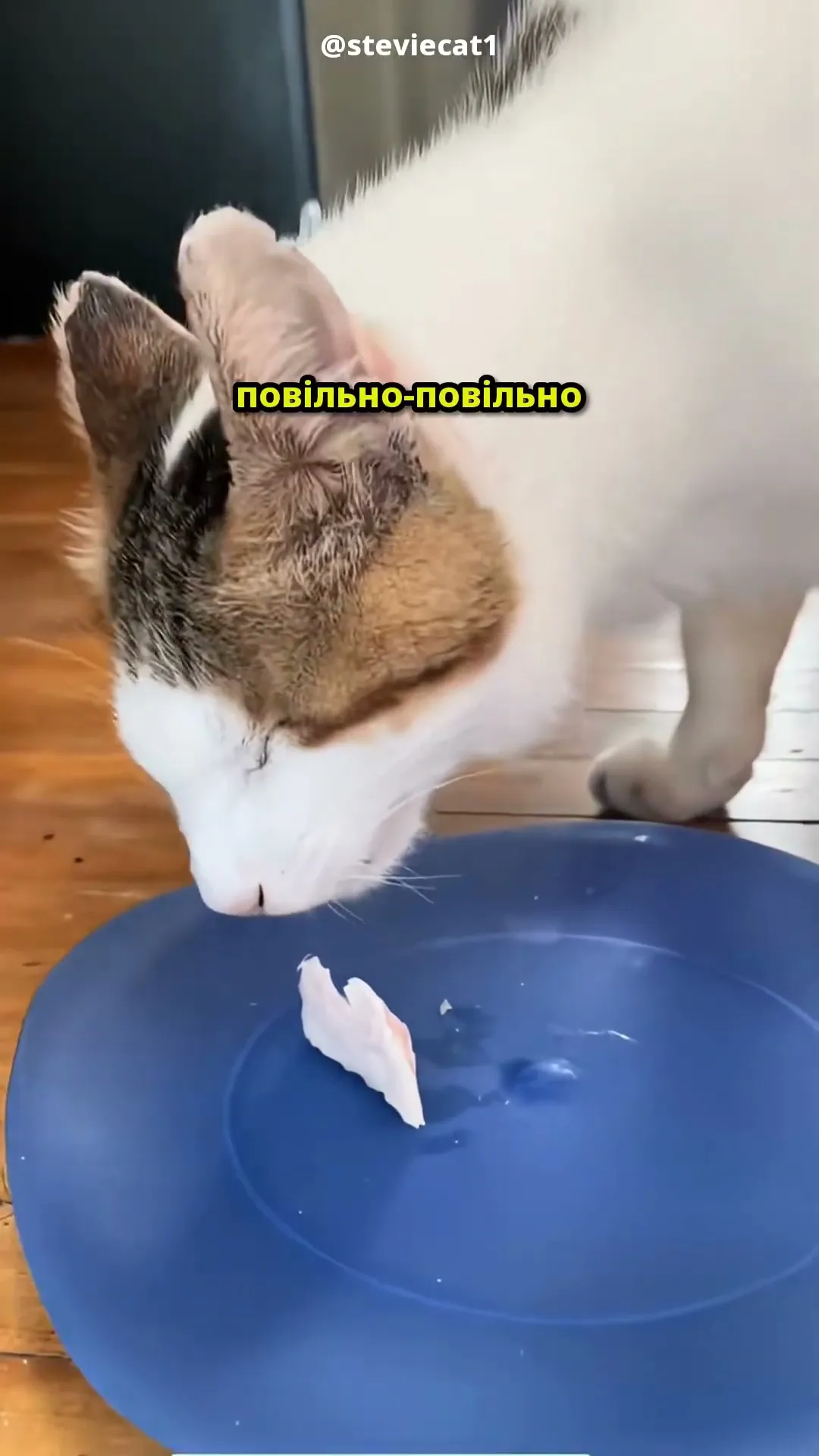 Добавки, Будь Ласка 😿🍗