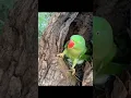 Lagu Orang Ini Menemukan Sarang Burung Parrot Di Tengah Hutan #shortvideo #sarangburung