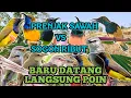 Download Lagu Mp3 Suara Pikat PRENJAK SAWAH/ PRENJAK KLIK VS SOGON RIBUT😱