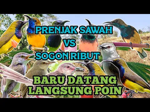 Download MP3 Mp3 Suara Pikat PRENJAK SAWAH/ PRENJAK KLIK VS SOGON RIBUT😱