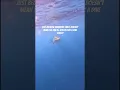 Download Lagu Summers OVER But The FUN Doesn’t STOP | JOIN US For A Dive🦈🌊 #sharks #avi