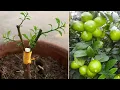 Download Lagu Lemon Tree Grafting Technique | How To Grafting Lemon Tree | Lemon Tree Growing Tips