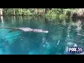 Alligator swims toward woman tries to bite paddleboard at Central Florida park