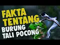 Download Lagu DILUAR NALAR!! Burung Cantik Ini Dinamai Burung Tali Pocong - Fakta Tentang Burung Seriwang Asia