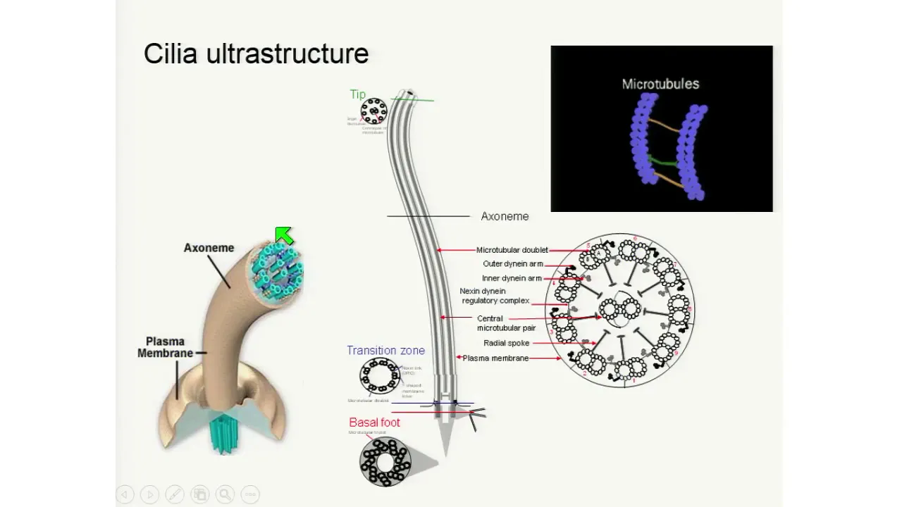 E5.2 Hannah Mitchison: Expanding Ciliopathies
