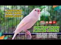 Download Lagu Kenari GACOR NGEREK‼️ Masteran Kenari PAUD dan Pancingan Kenari MACET BUNYI dan Betina NGIWIR - 49