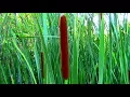 Wild Food Foraging - Cattail