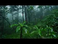 Fall Asleep Faster with Rainforest Sounds - Rain Sounds Rest Mind & Mental Heath Focus