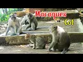Download Lagu Reaksi Segerombolan Monyet ketika Melihat Kucing  - Macaque vs Cat extended