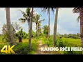 Download Lagu [4k] Walking on the most beautiful Kajeng Rice Field of Ubud Bali