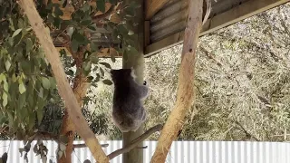 Koala Hangs From Tree While Casually Grooming Itself - 1862863