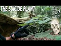 Australian Suicide Plant - Gympie Gympie DON T TOUCH IT