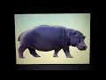largest Cenozoic hippos