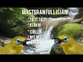 Download Lagu masteran pleci tembakan wit wit tulit tuit ciblek kenari dan bren cigu n!!