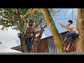 Download Lagu Cưa cây Mít với cây Xoài gần dây điện / Sawing Jackfruit and Mango trees near electric wires | P51
