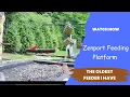 Zenport 2-in-1 Platform Bird Feeder Review The Perfect Feeding Solution for Your Backyard Birds