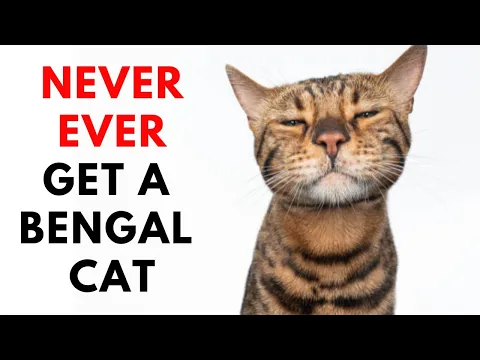 Download MP3 16 Reason Why You Not Adopt A Bengal Cat