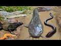Tangkap ikan lele besar dalam lubang, ikan hias, ikan koi, ikan mas, gurame, kura-kura, buaya, belut