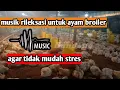 Download Lagu musik untuk ayam broiler agar tidak mudah stres