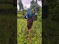 Download Lagu gadis sama janda habis mandi lumpur 😁 #gadisdesa #jandadesa