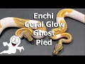 Amazing Piebald Ball Pythons