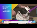 Pet of the Week Meet Breeze