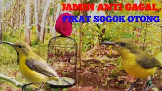 mp3 suara pikat burung sogon ribut