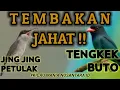 Download Lagu TEMBAKAN JAHAT❗JINGJING PETULAK FULL ISIAN dan TENGKEK BUTO#bunyiburung #masteranburung #gacoran