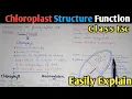 Chloroplast Structure And Functions Stroma Class 11 Biology