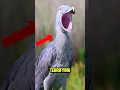 Download Lagu TOP 5 MOST TERRIFYING BIRD SOUNDS IN THE WORLD 😱😨