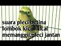 Download Lagu suara pleci betina lombok kical kical memanggil pleci jantan