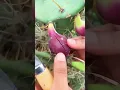 Small Dragon Fruit || Indian Dragon Fruit