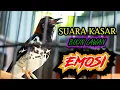 Download Lagu ANIS KEMBANG NGEPLONG SUARA KASAR, PANCINGAN ANIS KEMBANG BIKIN LAWAN LANGSUNG EMOSI CEPAT BUNYI