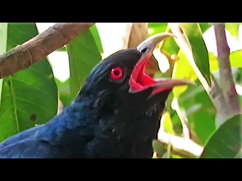 Download MP3 Koel bird singing sound - Cuckoo Song - കുയില്‍നാദം - कोयल की आवाज - Koyal ki awaz