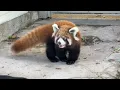 Baby Red Panda Fluffier Than a Stuffed Animal!