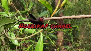 mikat konin yang sangat liar dan burung kecil lain nya 