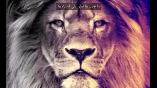 رقصت على جثث الأسود كلاب دندنها