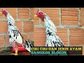 Download Lagu inilah ciri-ciri dan jenis warna bulu ayam bangkok blorok: Update-2023
