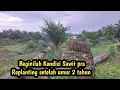 Download Lagu Beginilah Cara hemat dan cepat produksi pra Replanting Sawit 