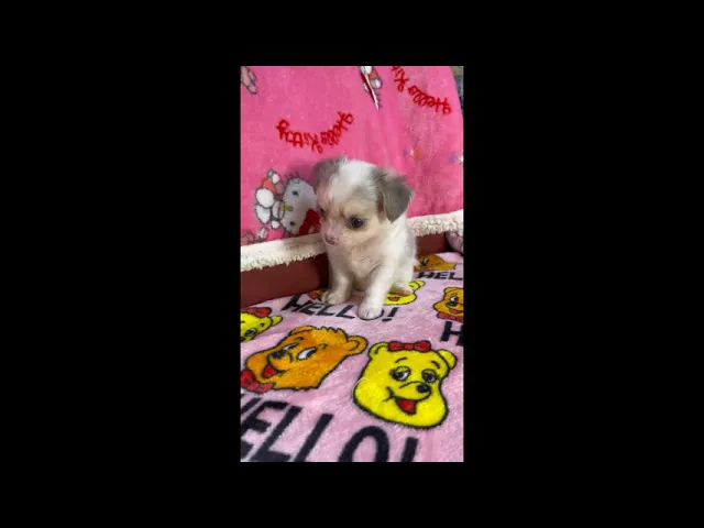 動画