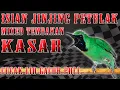 Download Lagu ISIAN JINJING PETULAK MEWAH...JURI PASTI YES #cucakijo #cucakijoisianjinjingpetulak #cucakijonembak