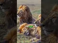 Download Lagu koningslitteken - De beroemdste leeuw uit de geschiedenis