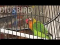Download Lagu Pancingan merangsang lovebird paud agar rajin ngekek setiap hari