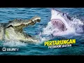 Terekam Kamera Pertarungan Sengit Buaya Vs Hiu ‼️ Siapakah Pemenangnya ❓