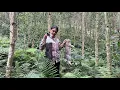 Download Lagu Adventure in the deep forest, catching wild rabbits tests Ellie Trieu's courage