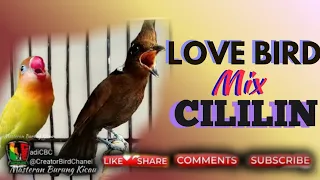 lovebird mix cililin simpel mudah mewah creatorbirdchanel