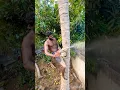 Download Lagu Tree cutting channel |top tree cutter Tamilnadu 8248851253