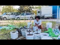 I ordered MORE fruit trees TY TY Nursery Unboxing and Up potting Vlog
