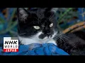 Aomori Looking for Attention - A Cat s-Eye View of Japan
